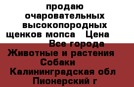 продаю очаровательных высокопородных щенков мопса › Цена ­ 20 000 - Все города Животные и растения » Собаки   . Калининградская обл.,Пионерский г.